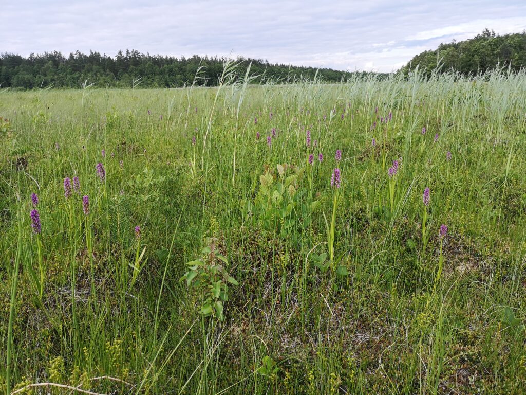 Moorwiese