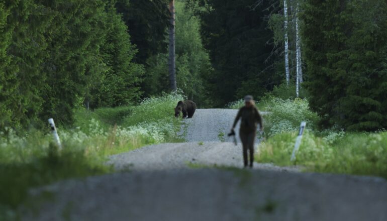 braunbär und mensch