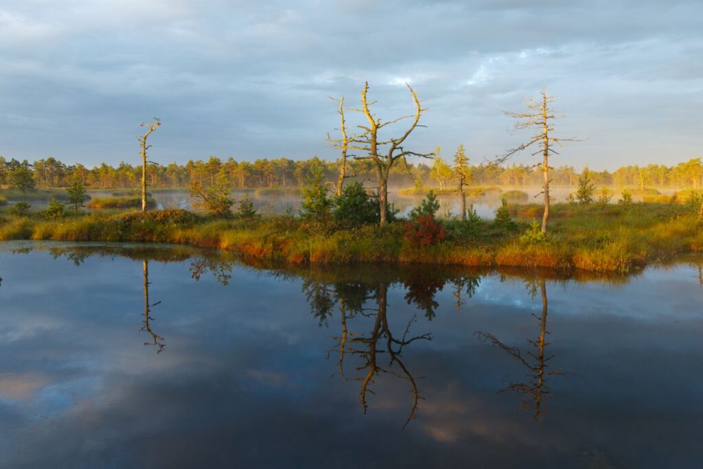 Tierbeobachtungsreisen, Wildlife Reisen, Naturerlebnissreisen, Tier Reisen, in Estland, in Europa