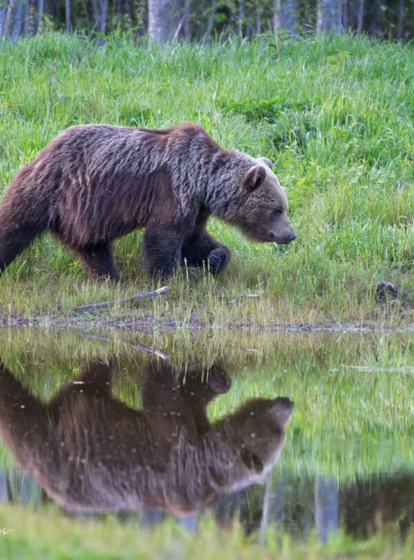 Tierbeobachtung Reisen in Europa