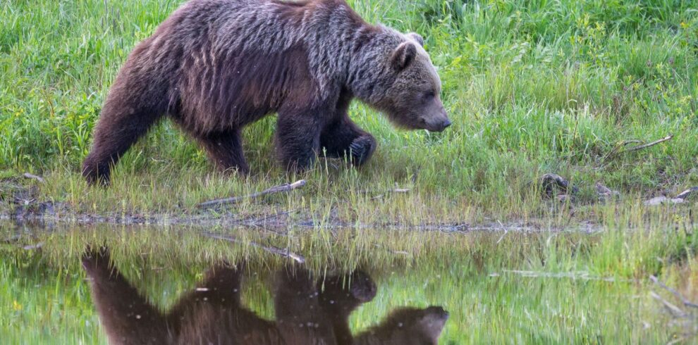 Tierbeobachtung Reisen in Europa
