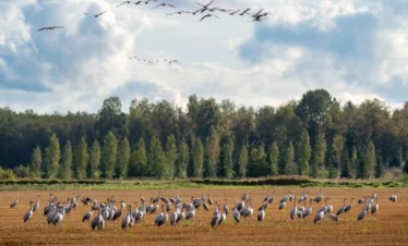 common cranes estonia wetlands nature