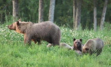 Braunbärenbeobachtung in Estland aus einer Wildlife-Beobachtungshütte in unberührter Natur