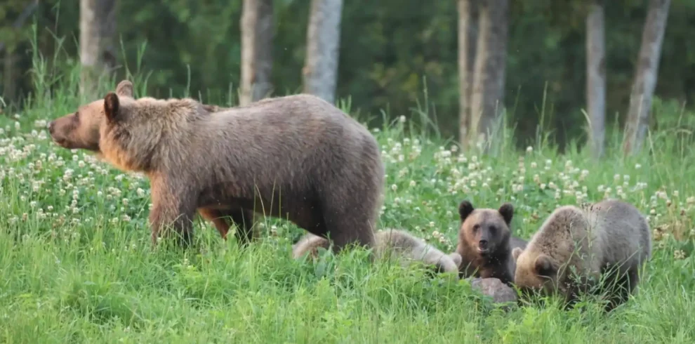 Braunbärenbeobachtung in Estland aus einer Wildlife-Beobachtungshütte in unberührter Natur