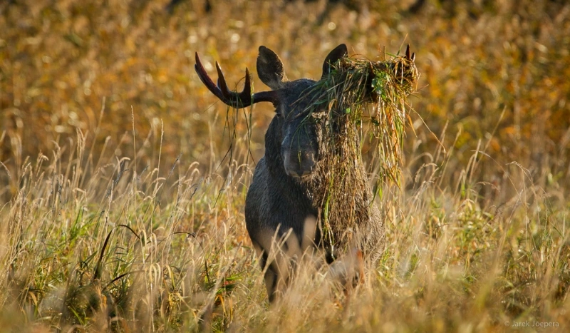 Moose on the wildlife trip in Estonia