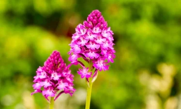 pink orchid estonia close up flower