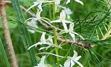 white orchid estonia wildflower nature