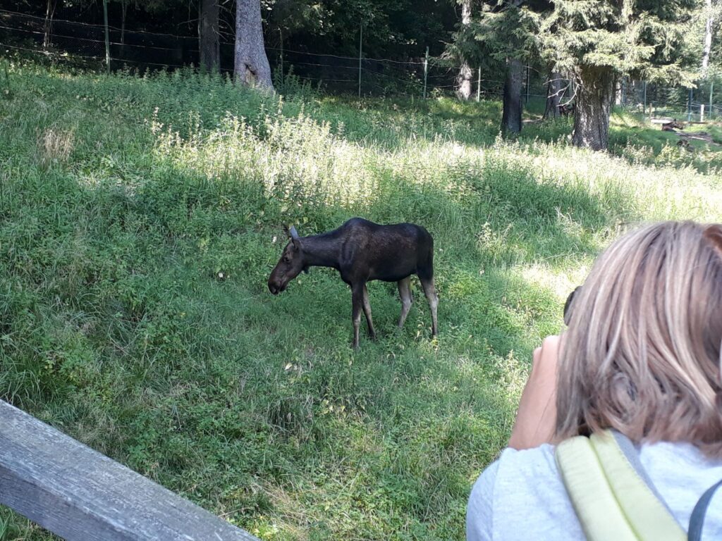 elch auf familienreise in lettland