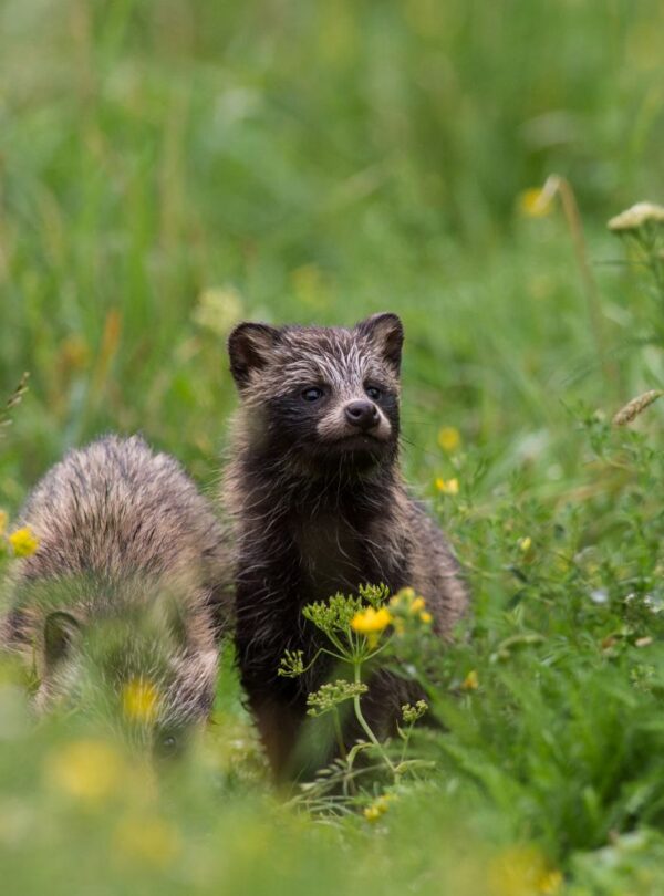 Raccoon dog