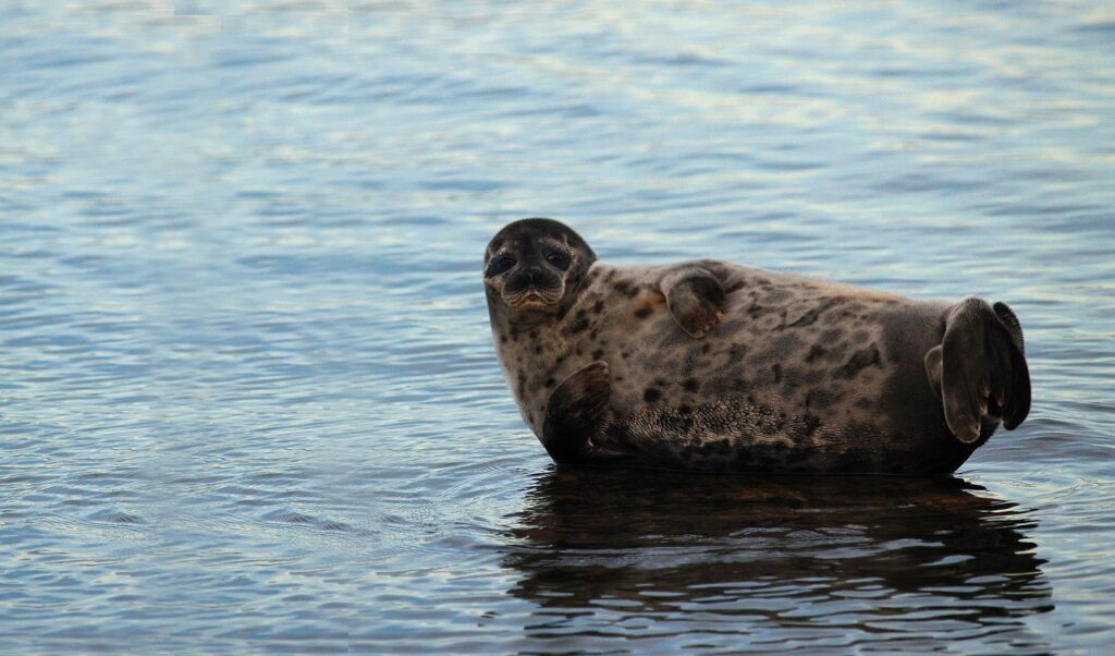 ringed seal in hiiumaa