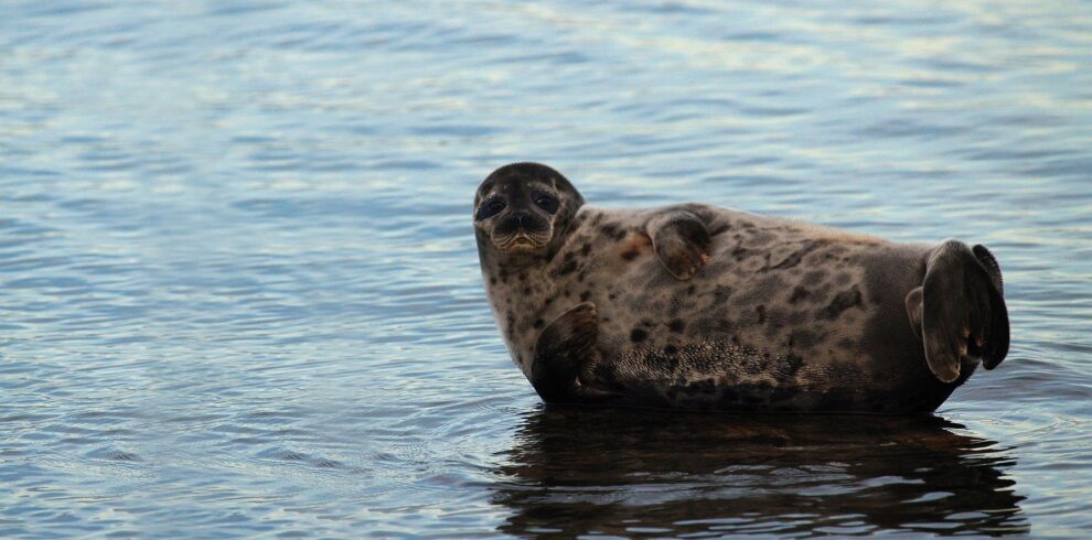 ringed seal in hiiumaa