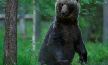 wild life tours in estonia experinece