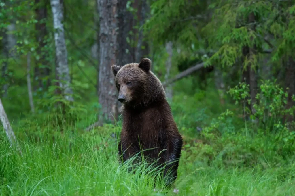 estonia brown bear wildlife experience