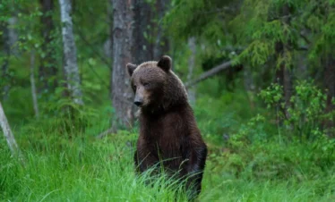 estonia brown bear wildlife experience