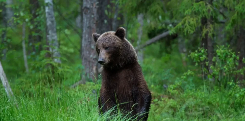 estonia brown bear wildlife experience