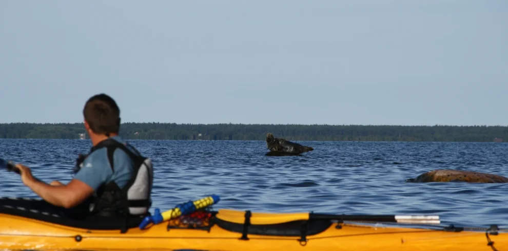 Inselreise in Estland – unberührte Natur, Meer und ruhige Küstenlandschaften entdecken