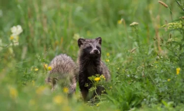 estonia raccoon dog wildlife nature forest
