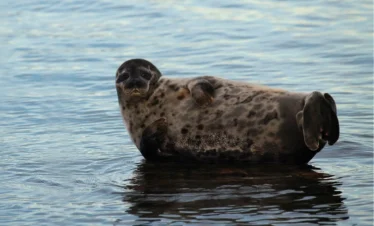 Wildlife-Tour in Estland – Bären, Elche, Zugvögel und Ringelrobben in freier Natur erleben