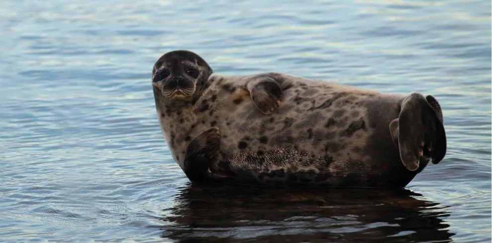 Wildlife-Tour in Estland – Bären, Elche, Zugvögel und Ringelrobben in freier Natur erleben