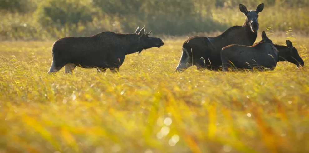 Wildlife-Tour in Estland – Bären, Elche und Robben in freier Natur erleben