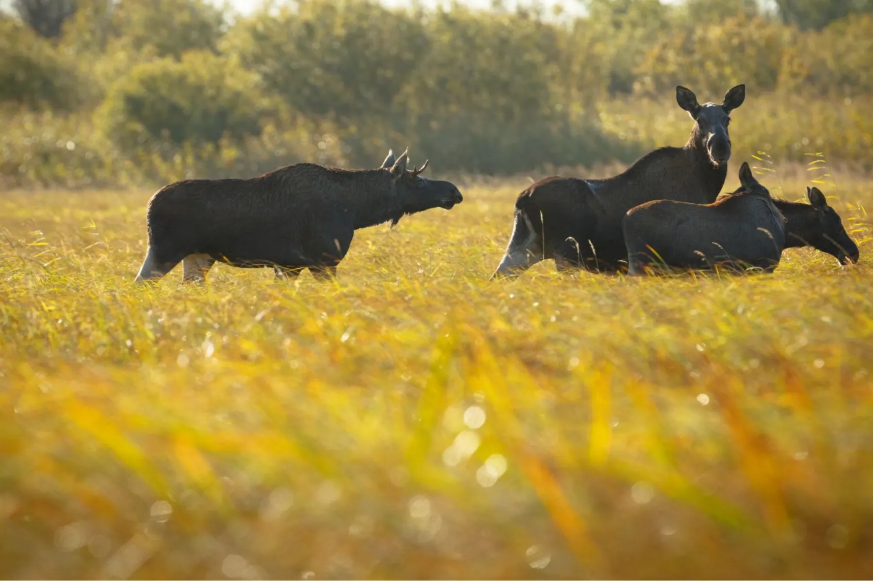 Wildlife-Tour in Estland – Bären, Elche und Robben in freier Natur erleben