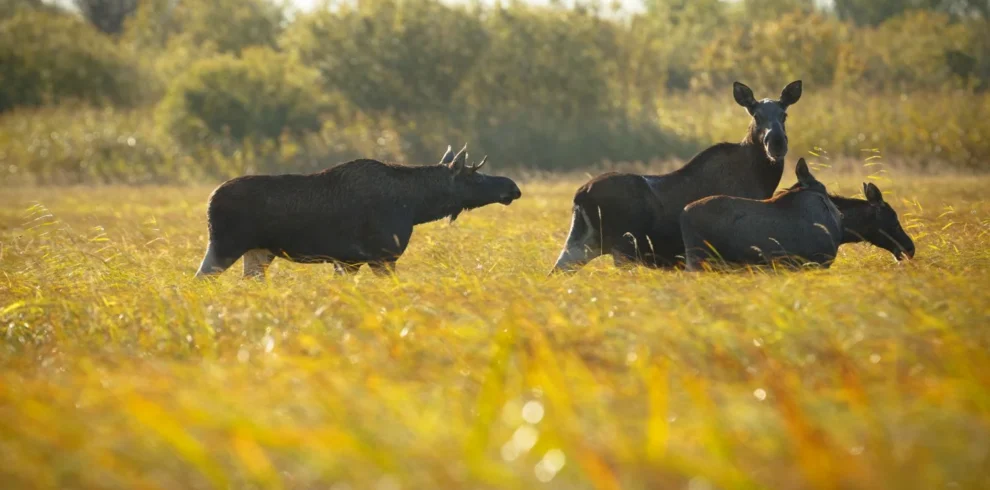 Elchbulle in freier Natur in Estland während einer Wildtierbeobachtung