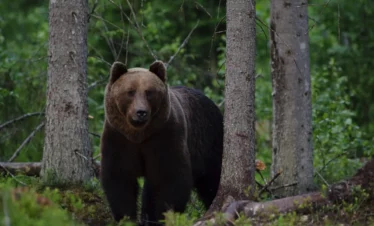 Braunbär in Estland im Wald – Wildtierbeobachtung in unberührter Natur