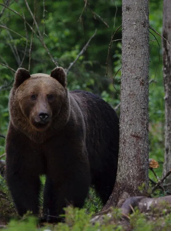 Braunbär in Estland im Wald – Wildtierbeobachtung in unberührter Natur